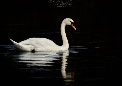 y el patito feo crecio - fjarribas