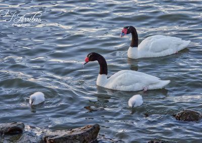 cisne cuellinegro - black-necked swan - fjarribas