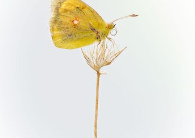 colias comun - fjarribas