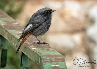 colirrojo tizon - black redstart - fjarribas