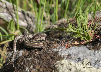 lagartijas apareandose - lizards mating - fjarribas