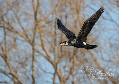 cormoran grande - great cormorant - fjarribas