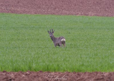 corzo - roe deer - fjarribas