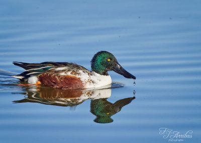 cuchara comun - northern shoveler - fjarribas