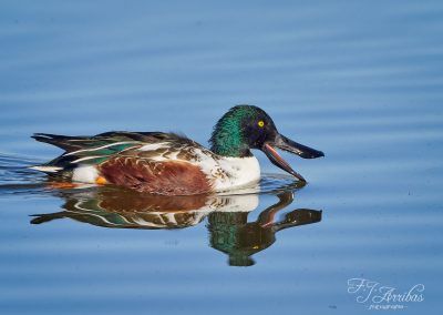 cuchara comun - northern shoveler - fjarribas