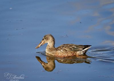 cuchara comun - northern shoveler - fjarribas