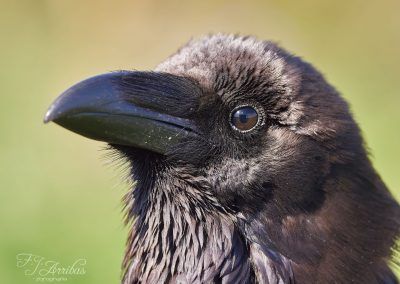 cuervo grande - common raven - fjarribas