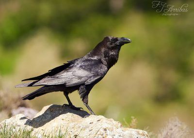 cuervo grande - common raven - fjarribas