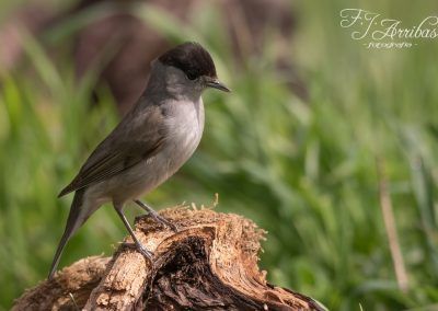 curruca capirotada - blackcap - fjarribas