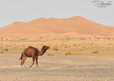 dromedario o camello arabigo -fjarribas