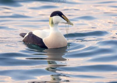 eider - fjarribas