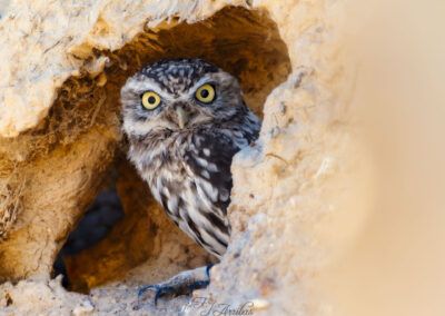 esa mirada - fjarribas