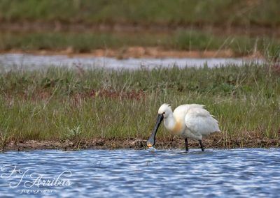 espatula comun - eurasian spoonbill - fjarribas