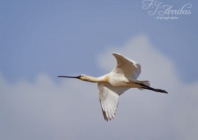 espatula comun - eurasian spoonbill - fjarribas