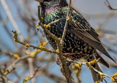 estornino pinto - common starling - fjarribas