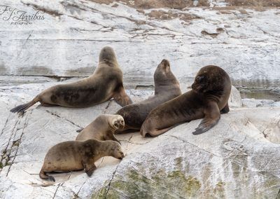 family - fjarribas