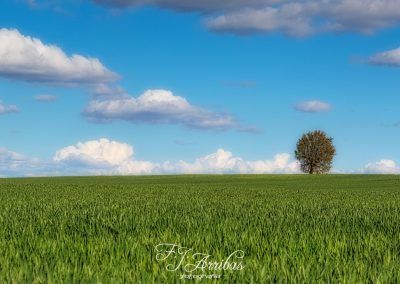 fields of castile /- campos de castilla -fjarribas