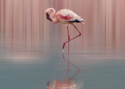 flamingo - fjarribas