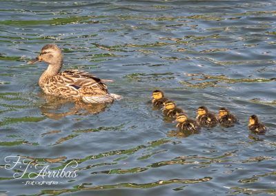 follow mom - fjarribas