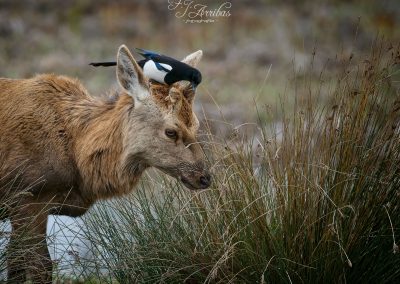 funny hat - fjarribas