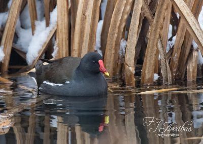 gallineta comun - common moorhen - fjarribas