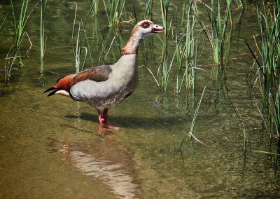 ganso del nilo - egyptian goose