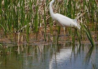 garceta grande - great white egret - fjarribas