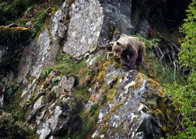 garras - fjarribas