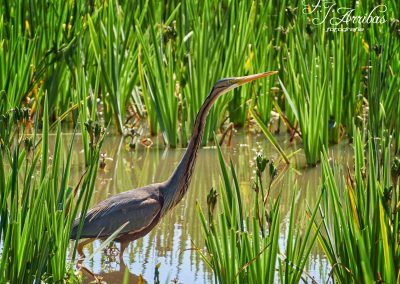 garza imperial - purple heron - fjarribas