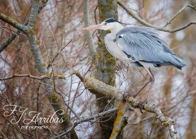 garza real - grey heron - fjarribas