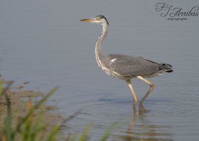 garza real - grey heron - fjarribas