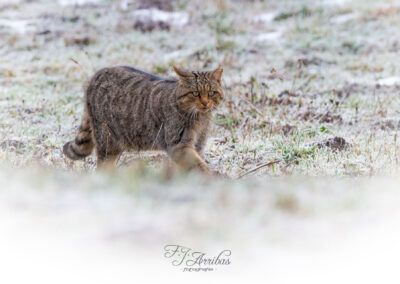 gato montes - fjarribas