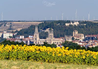 girasoles burgaleses - fjarribas
