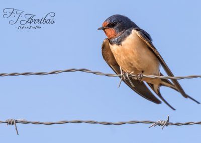 golondrina comun - barn swallow - fjarribas