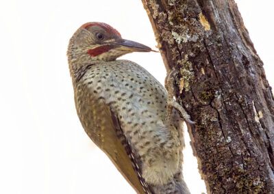 pito real iberico - iberian green woodpecker - fjarribas