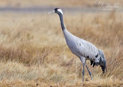 grulla comun - common crane - fjarribas