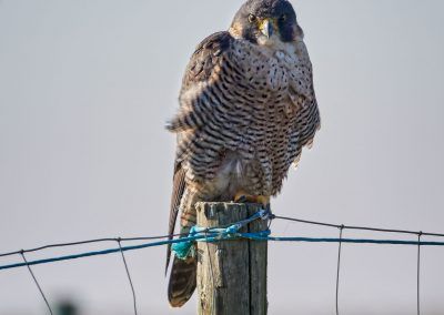 halcon peregrino - peregrine falcon - fjarribas