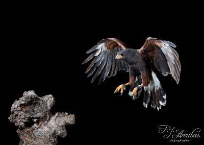 halcon de harris - harris hawk - fjarribas