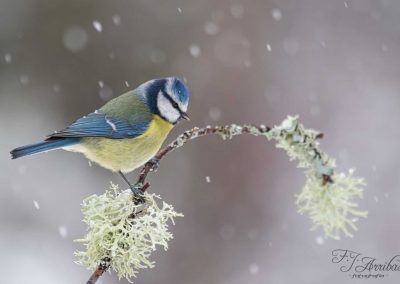 herrerillo común - common blue tit - fjarribas