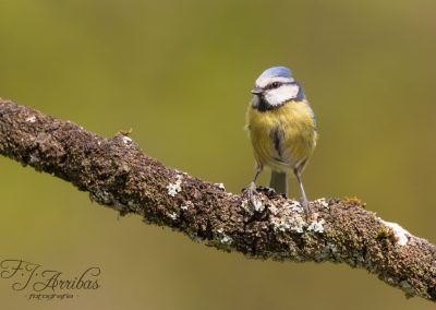 herrerillo comun - common blue tit - fjarribas