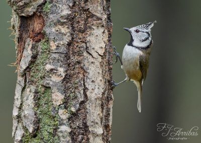 herrerillo capuchino - crested tit - fjarribas