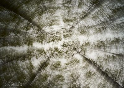 hipnotizado por el bosque - hypnotized by the forest - fjarribas
