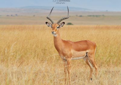 impala - fjarribas