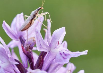 nabis ferus - fjarribas