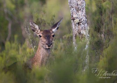 i see you - fjarribas