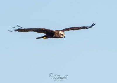 aguilucho lagunero - marsh-harrier - fjarribas