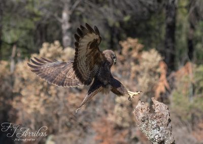 landing - fjarribas