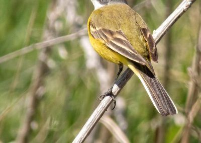 lavandera boyera - yellow wagtail - fjarribas