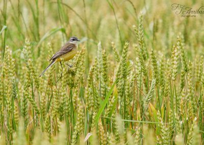 lavandera boyera - yellow wagtail - fjarribas