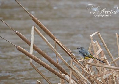 lavandera cascadena - grey wagtail - fjarribas